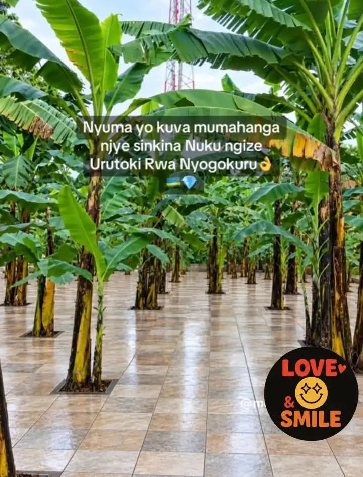 I cam back from America Now my grandma banana trees🤣🤣🤣🤣🤣🤣... · @Juniorlegacy on CashChat