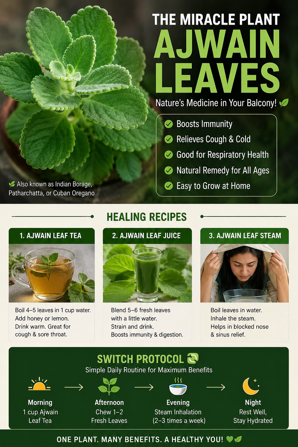 AJWAN LEAVES (CUBAN OREGANO) — THE UNDERRATED HEALING PLA... · @Sonto on CashChat